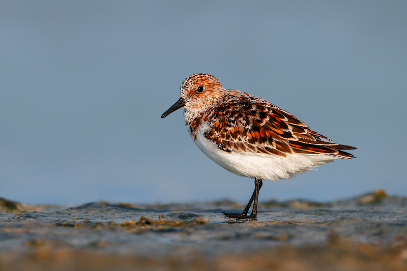 Sanderling