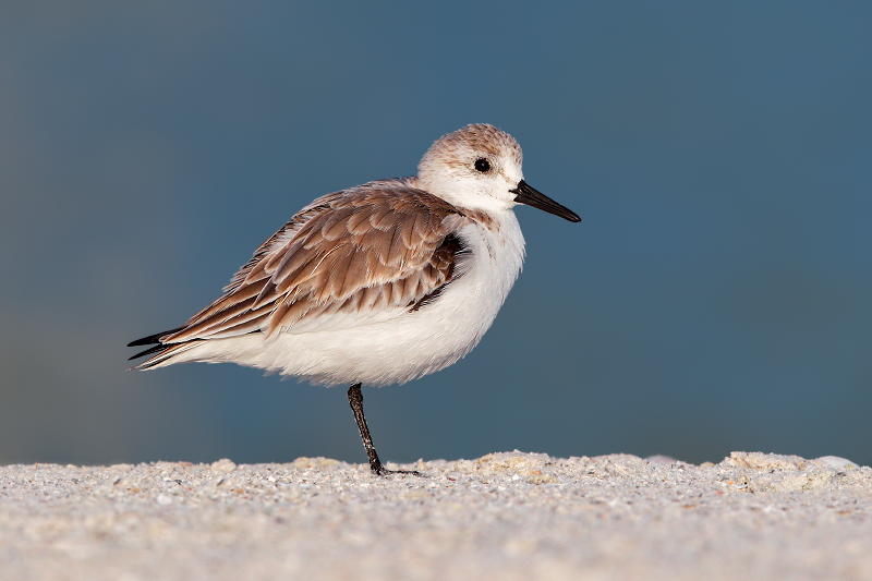 Sanderling