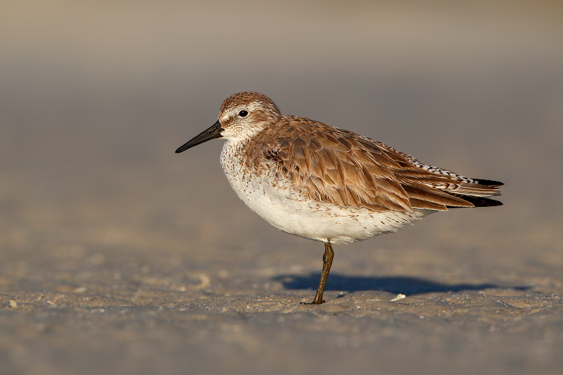 Red Knot