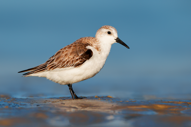 Sanderling