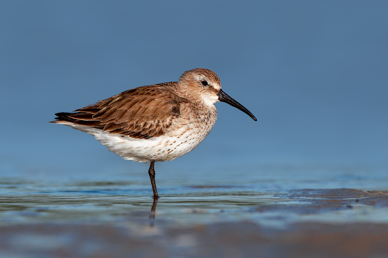 Dunlin