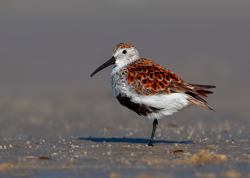 Dunlin