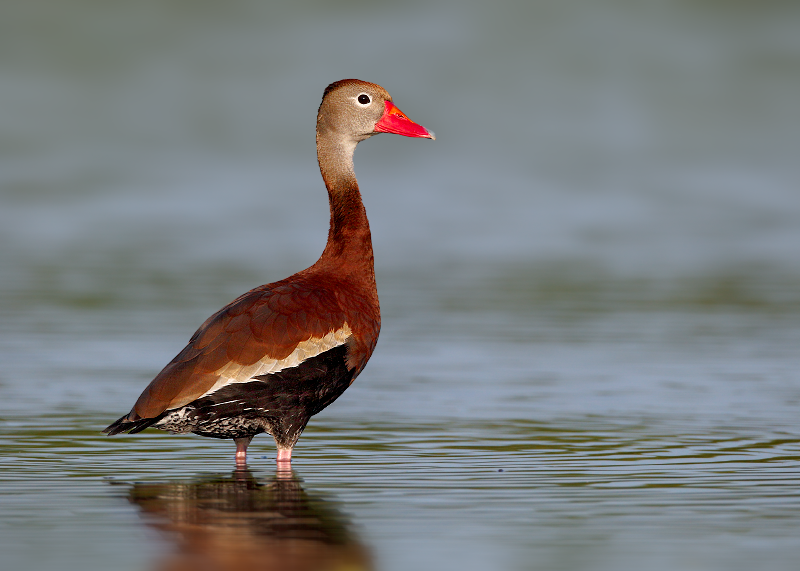 Black-bellied Whistling-Duck