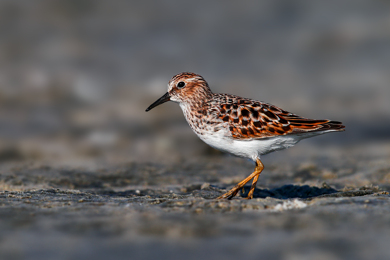 Least Sandpiper