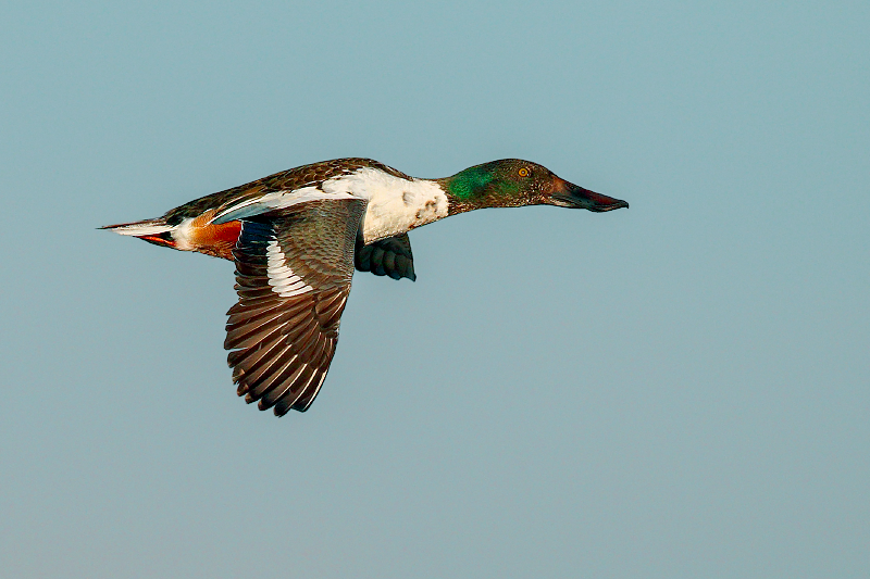 Northern Shoveler