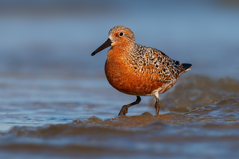 Red Knot