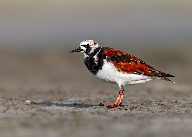 Ruddy Turnstone