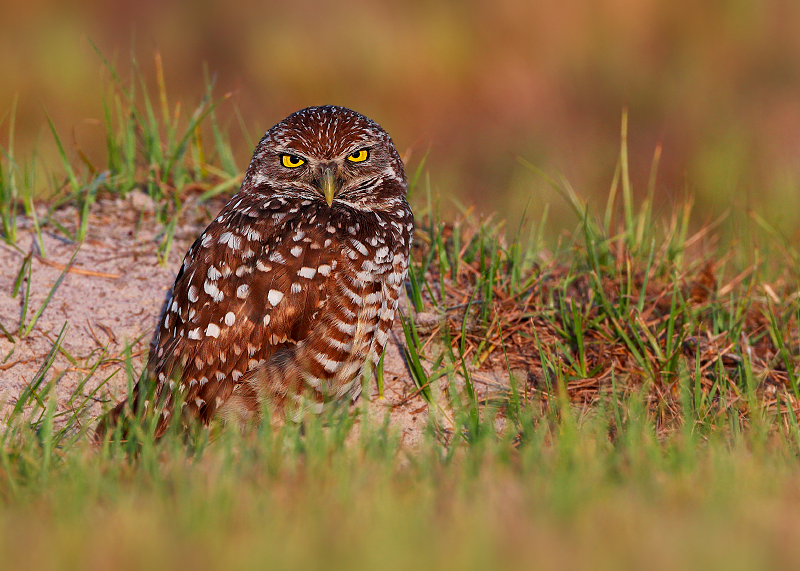 Burrowing Owl