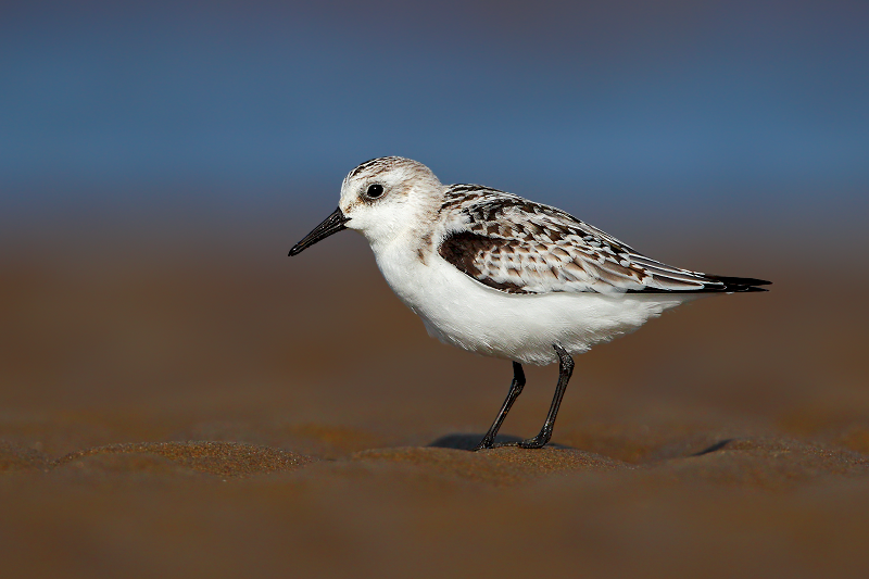 Sanderling