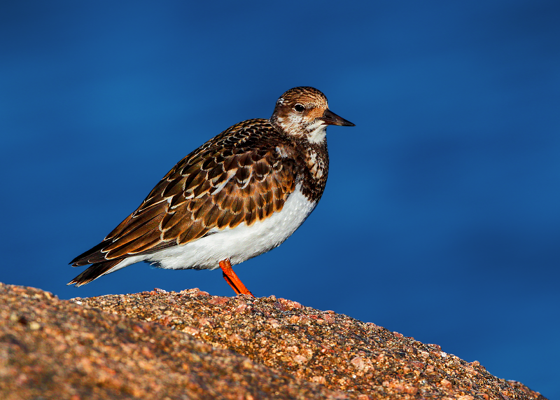 Ruddy Turnstone