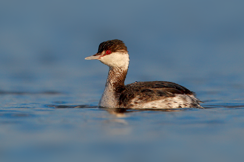 Horned Grebe