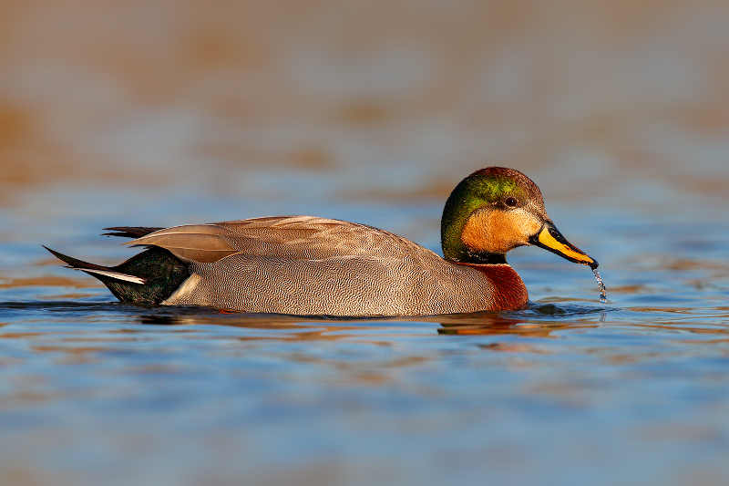 Mallard x Gadwall HYBRID (Brewer's Duck)