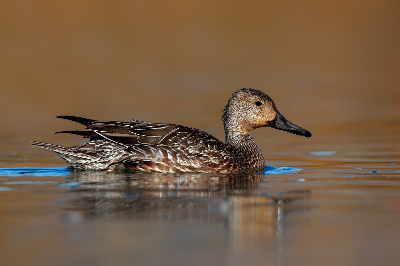 Northern Pintail