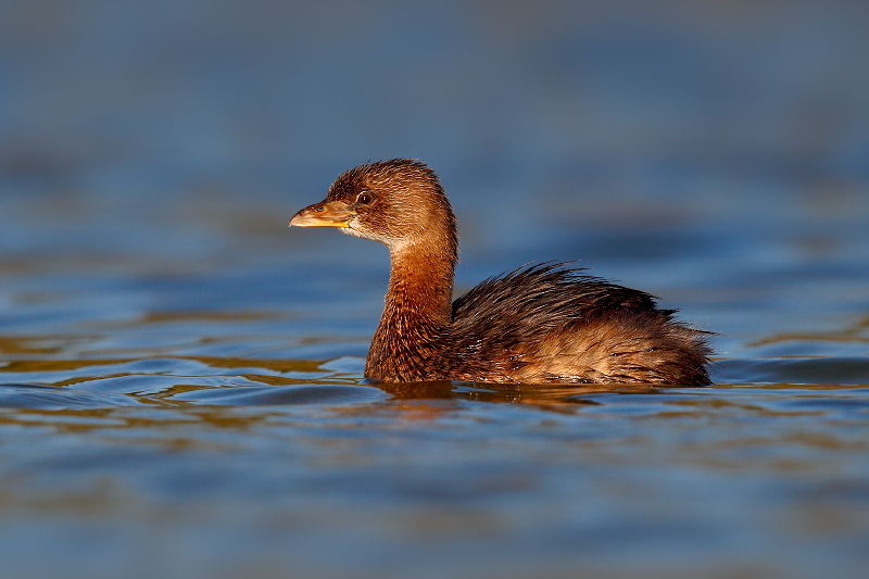 Pied-billed Grebe