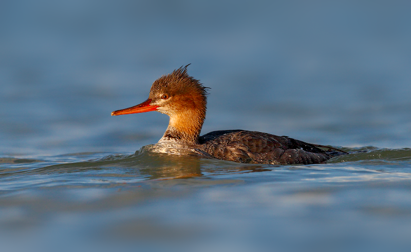 Red-breasted Merganser