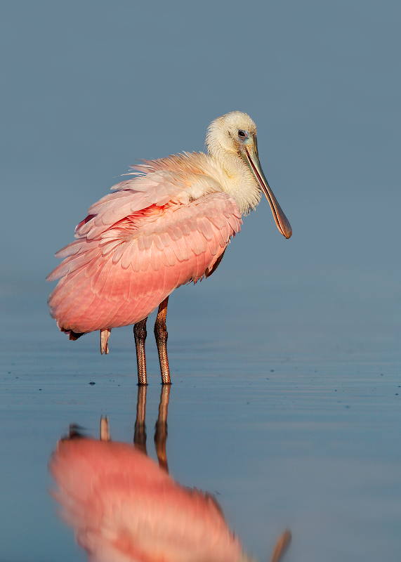 Roseate Spoonbill