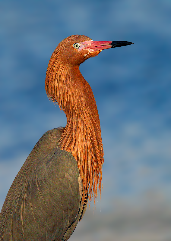 Reddish Egret