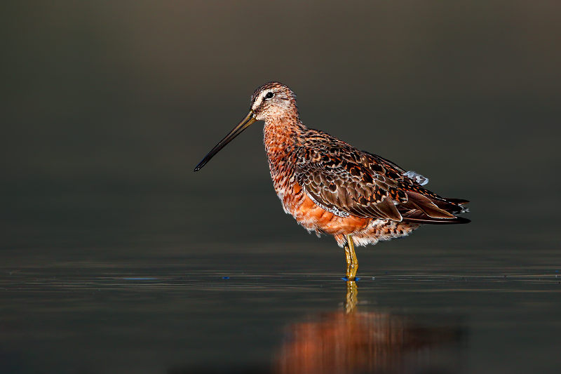 Long-billed Dowitcher