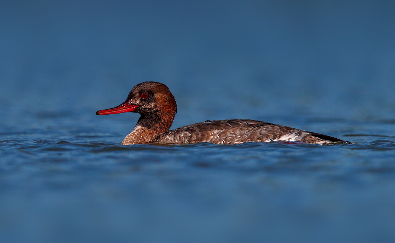 Red-breasted Merganser