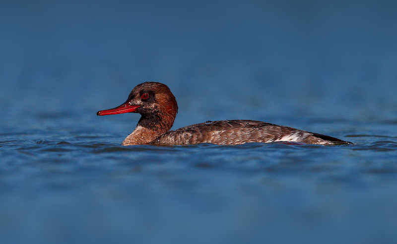 Red-breasted Merganser 