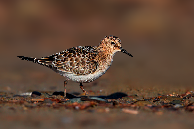 Baird's Sandpiper