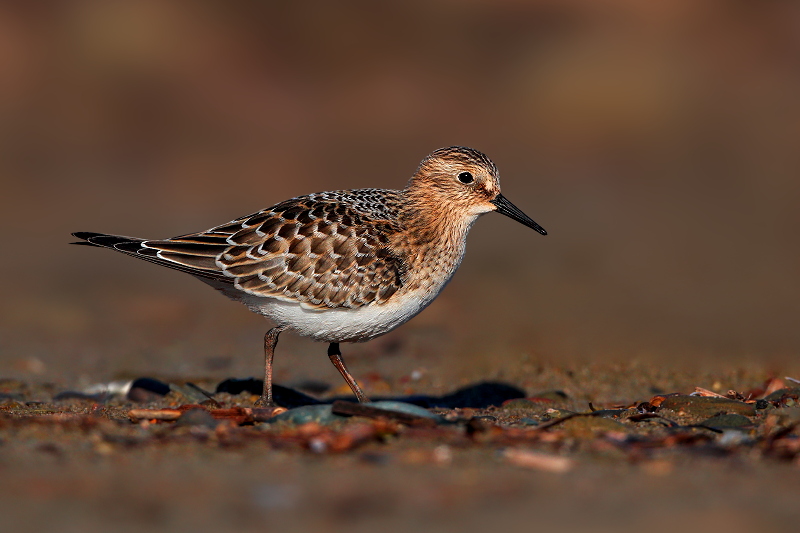 Baird's Sandpiper