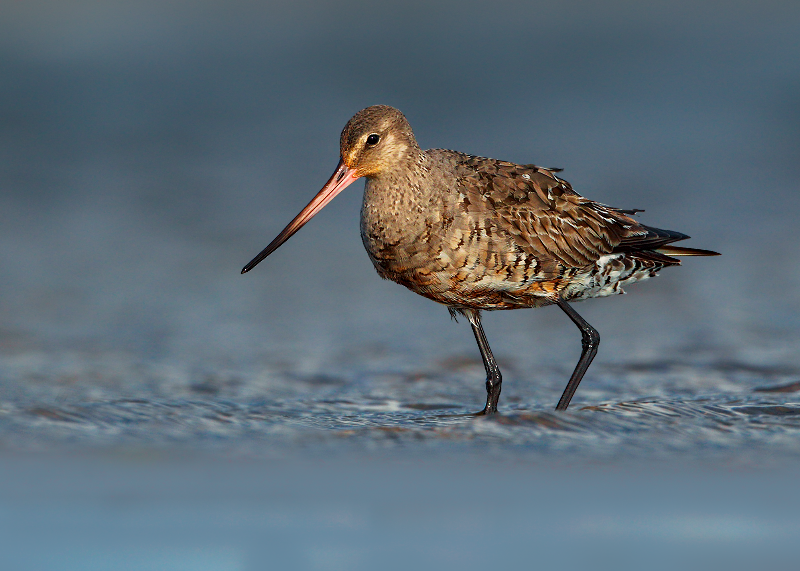 Hudsonian Godwit