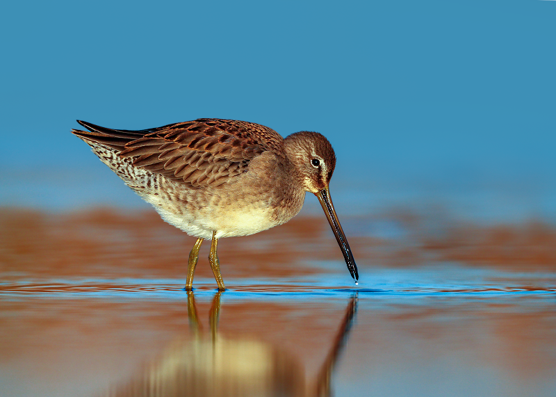 Long-billed Dowitcher