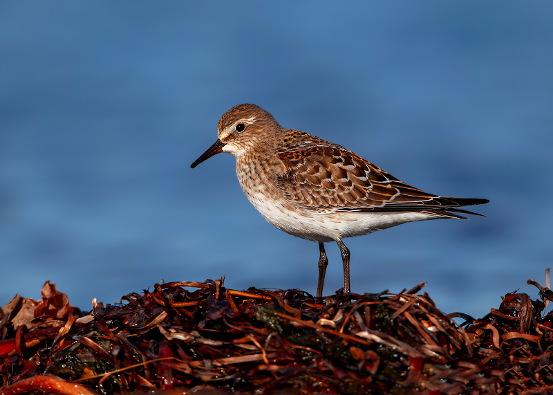 White-rumped Sandpiper