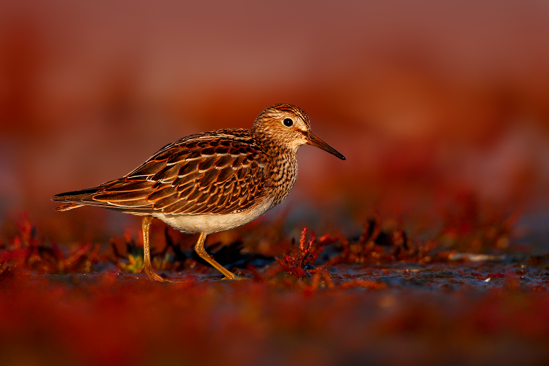 Pectoral Sandpiper