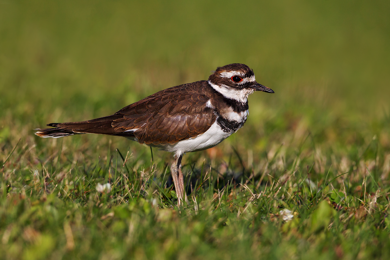 Killdeer