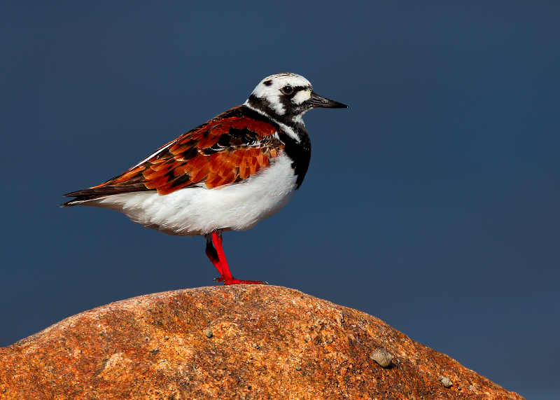 Ruddy Turnstone