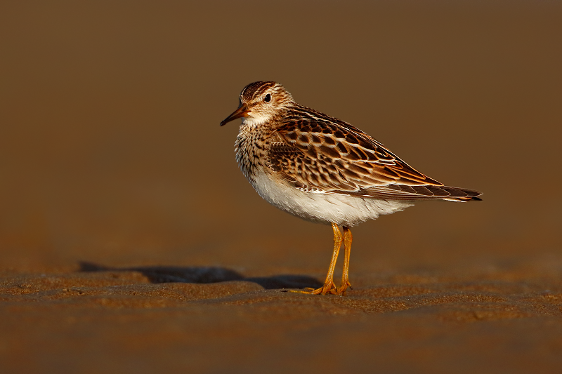 Pectoral Sandpiper