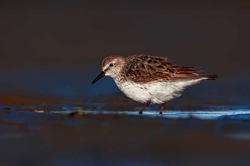 White-rumped Sandpiper