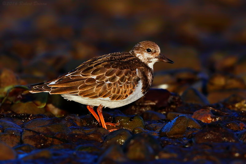 Ruddy Turnstone