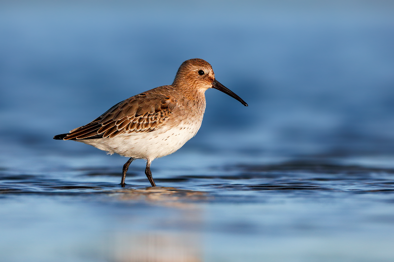 Dunlin