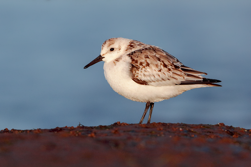 Sanderling