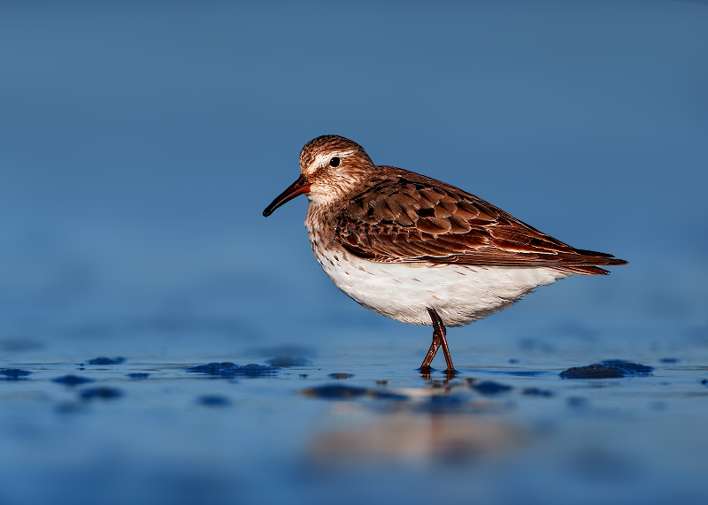 White-rumped Sandpiper