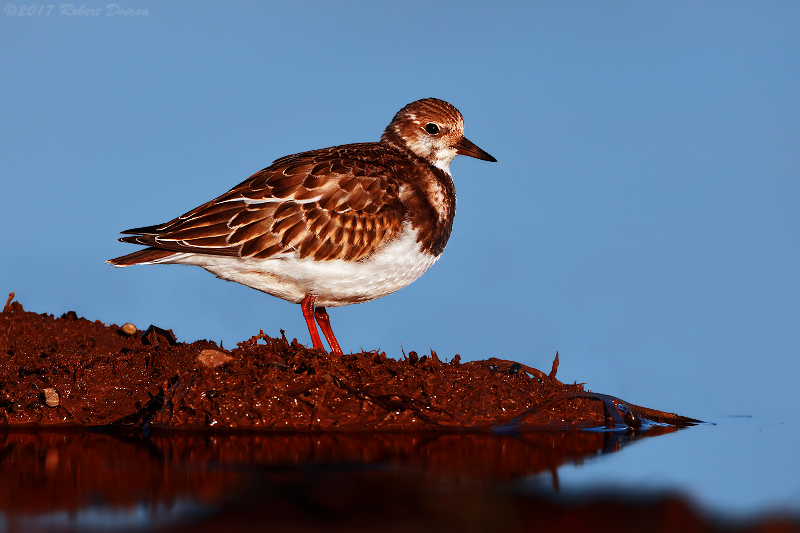 Ruddy Turnstone