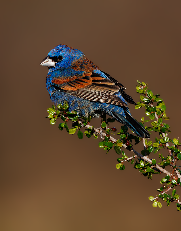 Blue Grosbeak