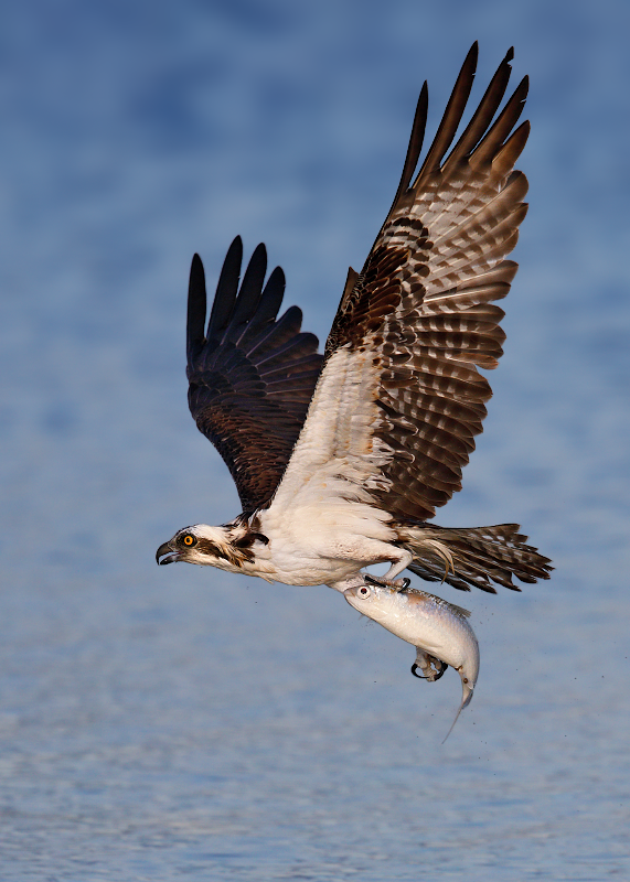 Osprey