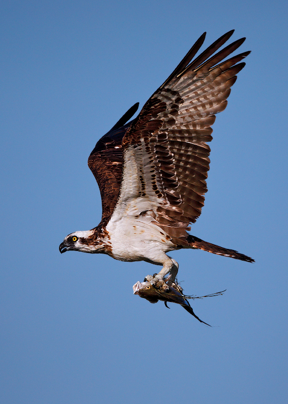 Osprey