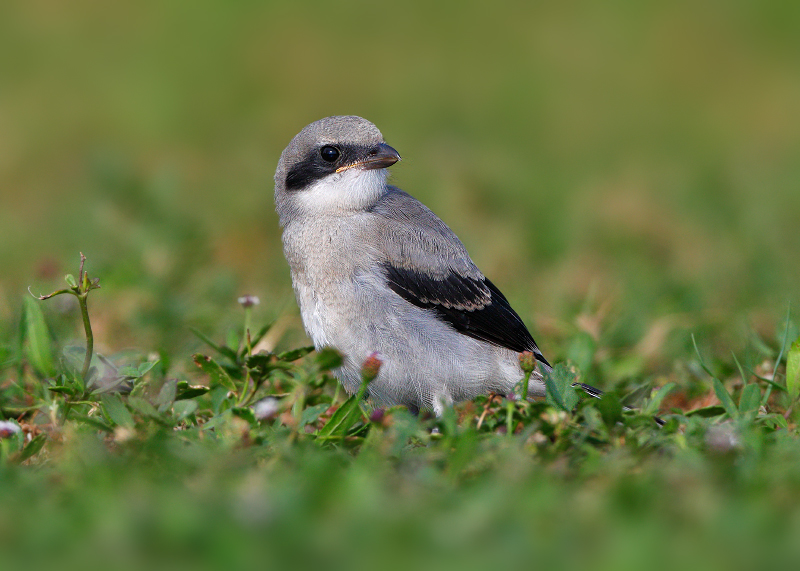 Loggerhead Shrike