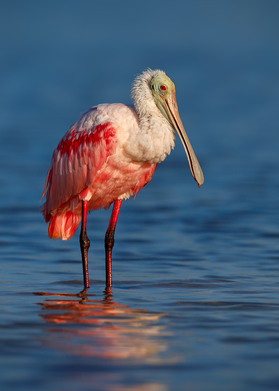 Roseate Spoonbill