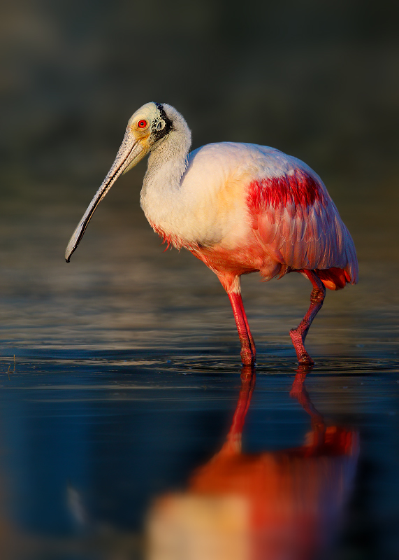 Roseate Spoonbill