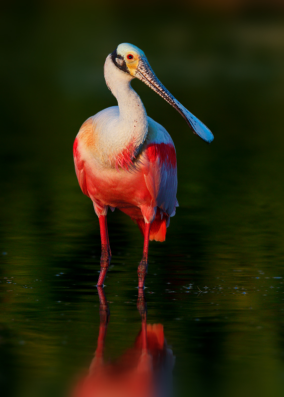 Roseate Spoonbill