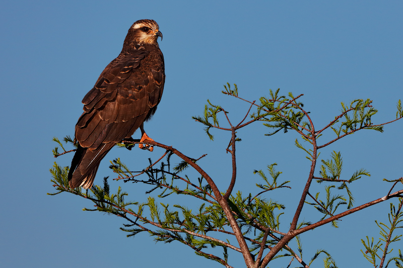 Snail Kite 