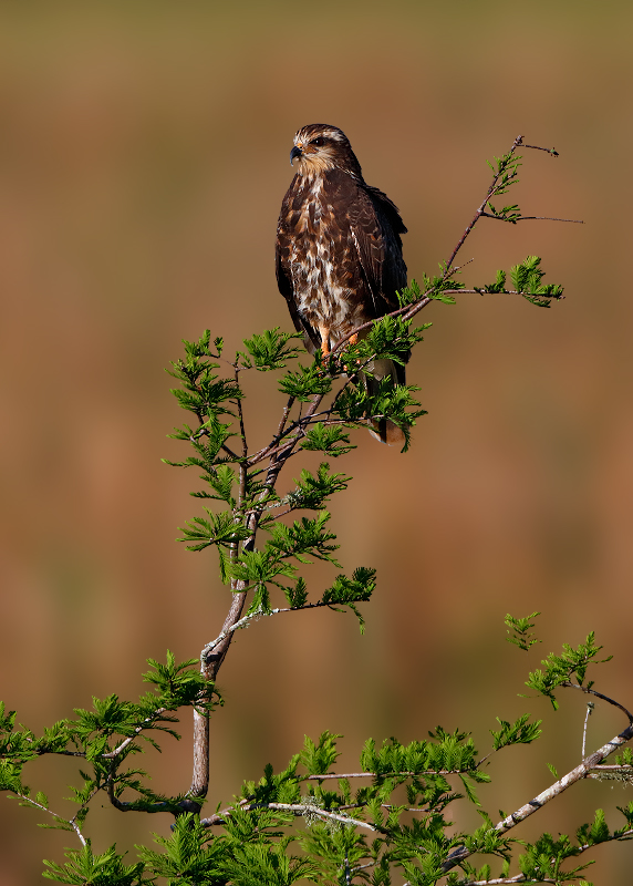 Snail Kite