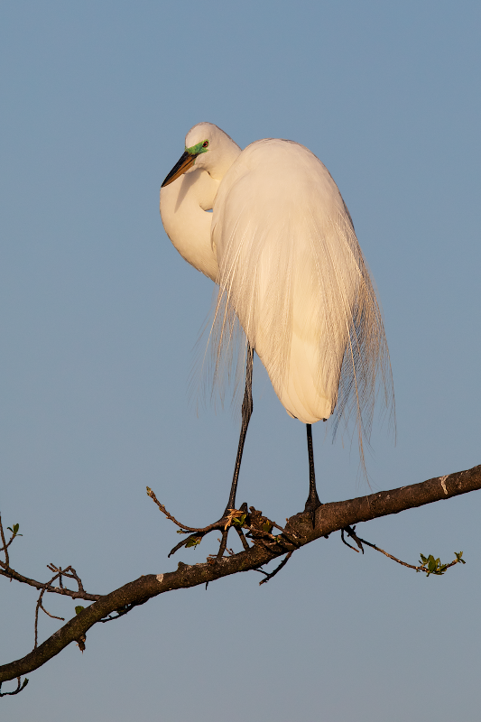 Great Egret