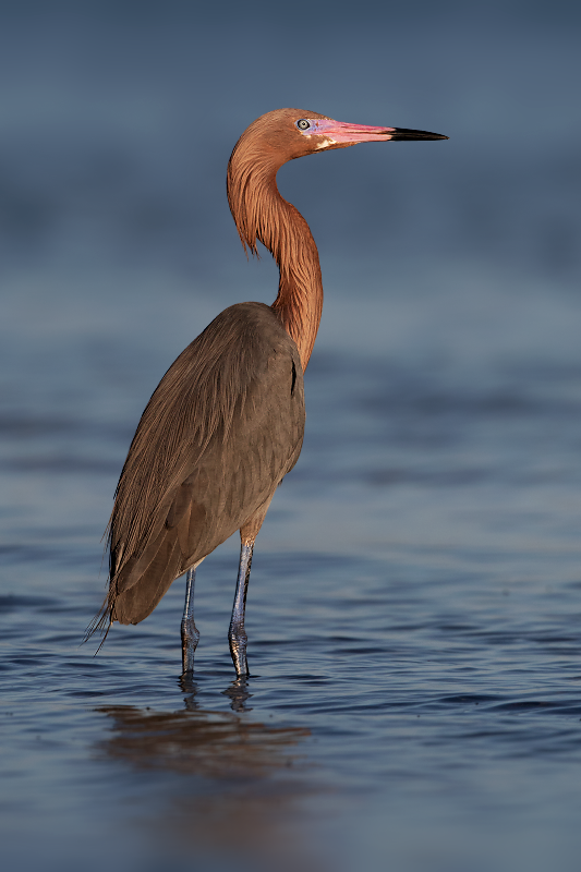 Reddish Egret